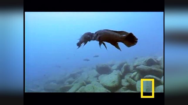 Fish Fight! | National Geographic