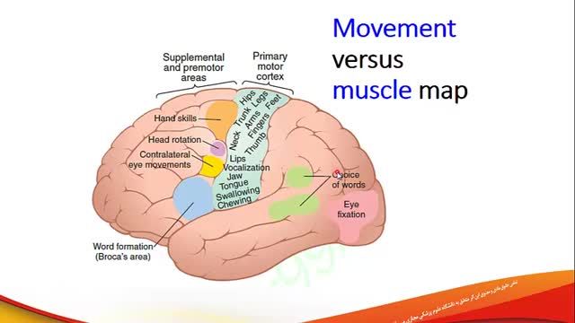 اعمال کنترلی قشر مغز و ساقه مغز بر سیستم حرکتی | آموزش فیزیولوژی اعصاب | جلسه بیست و سوم (2)