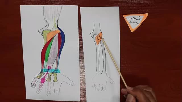 عضلات ناحیه خلفی ساعد | آموزش علوم تشریح (آناتومی) اسکلتی - عضلانی | جلسه بیست و سوم (2)