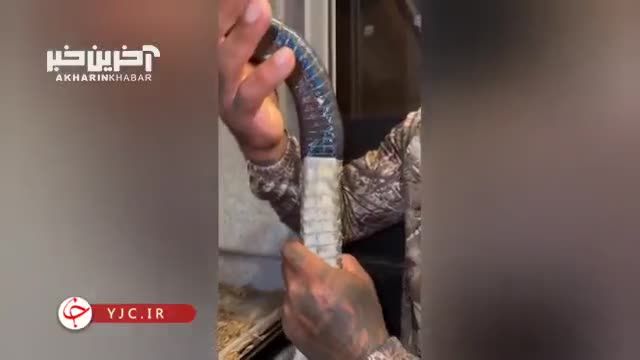 تجربه جالب: آزادسازی یک مار در دستان انسان