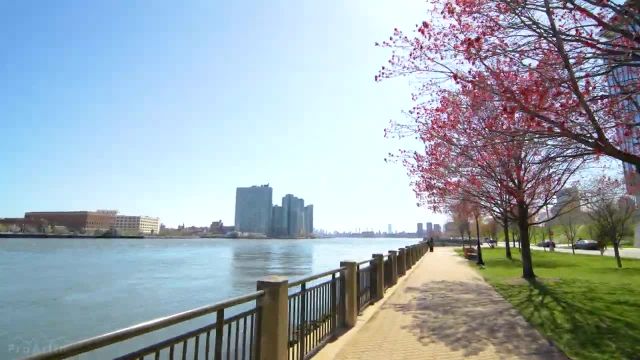 سواری بهاری در جزیره روزولت | مناظر نیویورک و شکوفه های گیلاس زیبا