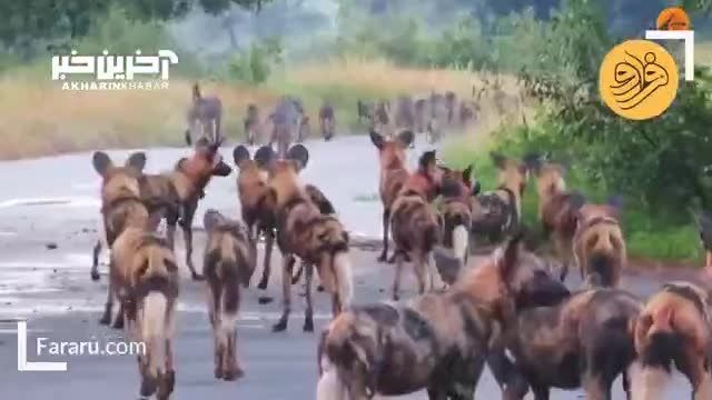 یک بابون در محاصره 20 سگ وحشی