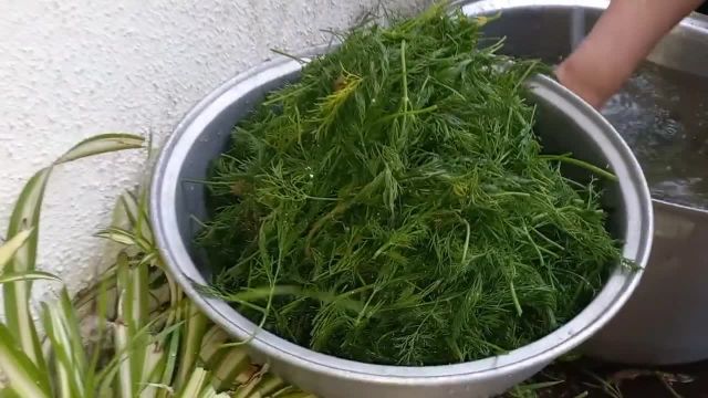 طرز تهیه خشک کردن سبزی های معطر ( نعنا و شوید ) با روشی آسان