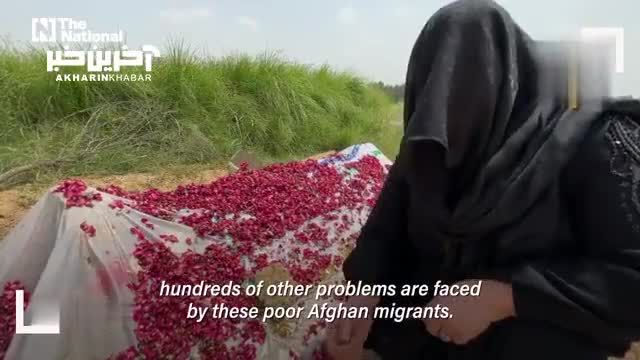 ماجرای خودکشی دختر فراری از دست طالبان