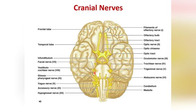 آموزش جامع و کامل نوروآناتومی | جلسه هفدهم (1) | اعصاب مغزی (Cranial Nerves)