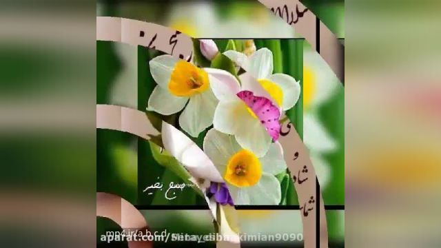 کلیپ فوق العادع دانشین صبح بخیر || کلیپ کوتاه صبح بخیر