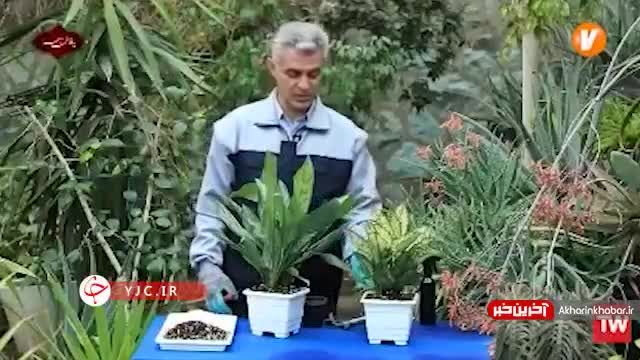 روش تکثیر و مراقبت از گیاه آگلونما | ویدیو