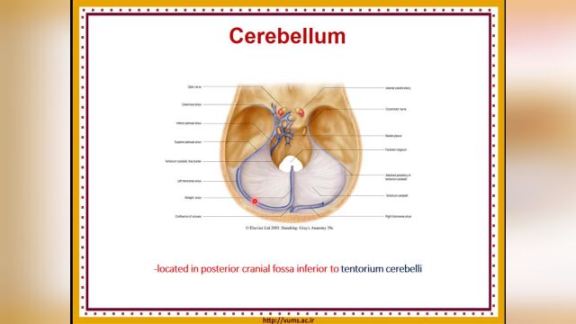 آموزش جامع و کامل نوروآناتومی | جلسه هشتم (1) | مخچه (Cerebellum)