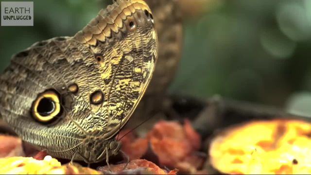 تصاویر زیبای پروانه که همه را شگفت زده می کند!