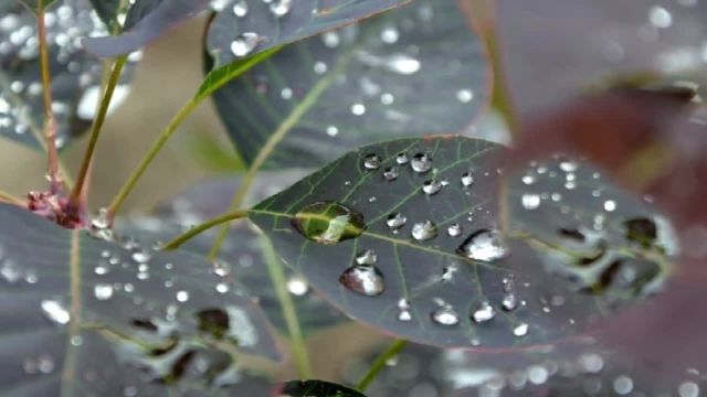 با دیدن این ویدیو بارش باران بهاری را احساس کنید!