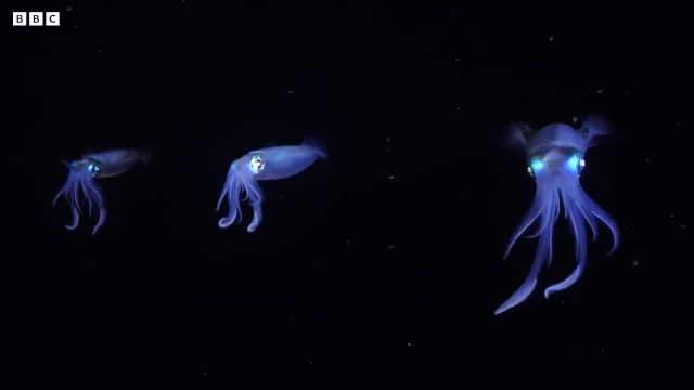 ارتباط ماهی مرکب هومبولت با نور که تا کنون نمی دانستید!
