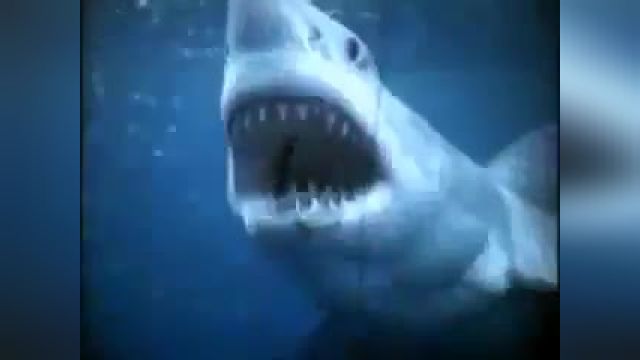 Copy of JAWS Great White Shark