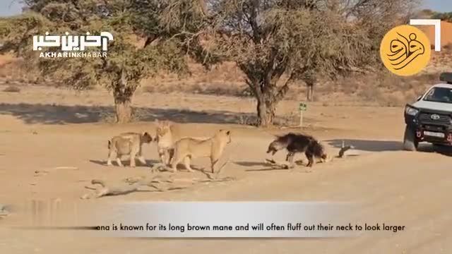 گیج شدن شیرها از دیدن یک کفتار عجیب و غریب