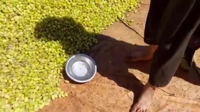 راهنمای تبدیل انگور به کشمش با روشهای مختلف در هرات