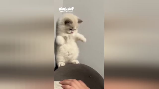 ویدئوی با مزه از بچه گربه‌ های ملوس