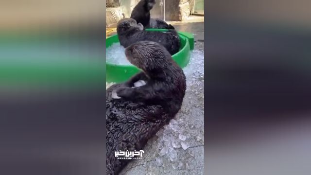 چرا راسو ها عاشق یخ هستن؟ تفسیر عجیب و جالب!