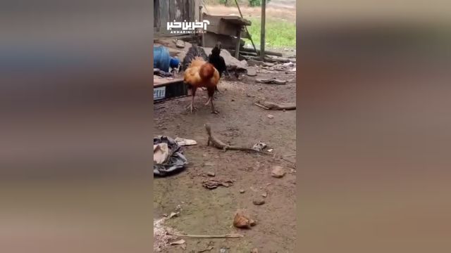 مرغی که حساسیت عجیبی نسبت به خروسش دارد