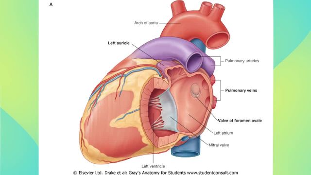 آناتومی سیستم گردش خون و قلب | آموزش آناتومی عمومی | جلسه هفتم (5)