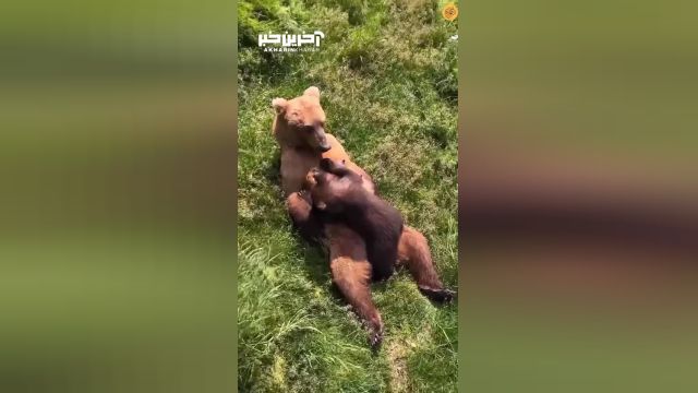شیر دادن یک خرس مادر به بچه‌اش