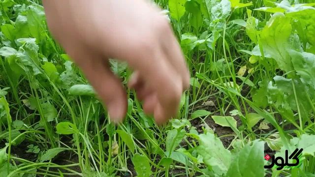 شرایط نگهداری و پرورش و کاشت سبزیجات در گلدان
