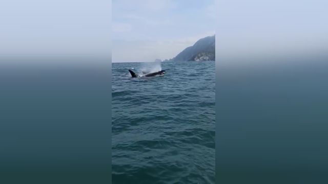 نهنگ قاتل که به نام اُرکا (Orcinus orca) در کامچاتکا | ویدیو