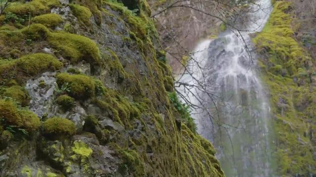 صداهای آرام بخش آبشارها و آهنگ های پرندگان برای آرامش | آبشارهایی در اورگان