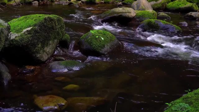 ویدیوی زیبای طبیعت و صداهای آرامش‌ بخش رودخانه برای خواب، مطالعه و مدیتیشن