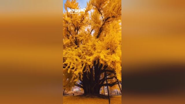 نمایی زیبا از درخت 800 ساله ژینکو در کره جنوبی