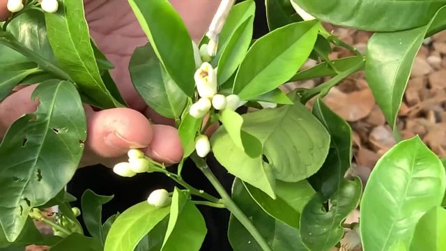 روش گردافشانی مصنوعی در باغبانی با تأثیر بر روی درختان مرکبات