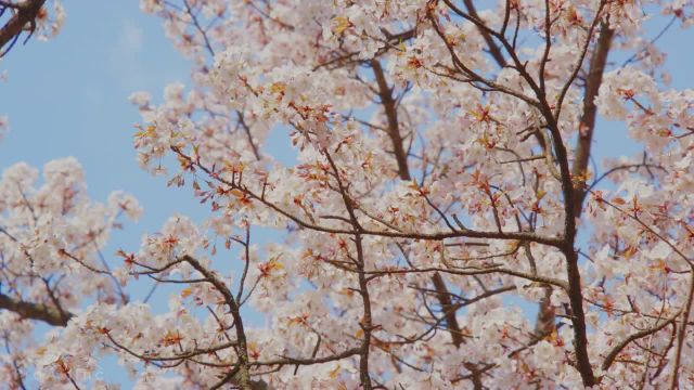 زیبایی بهاری پارک‌ های شهر نیویورک | شکوفه‌ های گیلاس در باغ گیاه‌ شناسی بروکلین