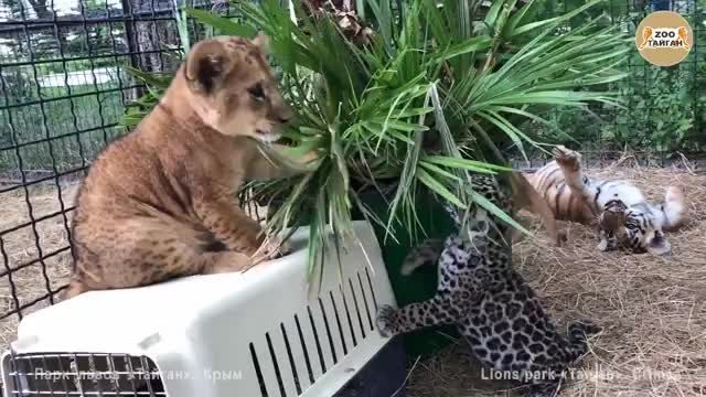 ویدیوی بازی کردن گربه سانان کوچک با یکدیگر