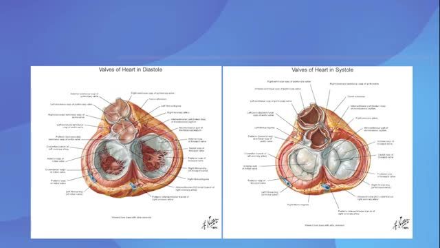 آناتومی سیستم گردش خون و قلب | آموزش آناتومی عمومی | جلسه هفتم (3)