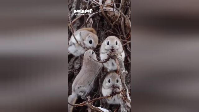 حیات وحش | سنجاب های کوتوله ژاپنی