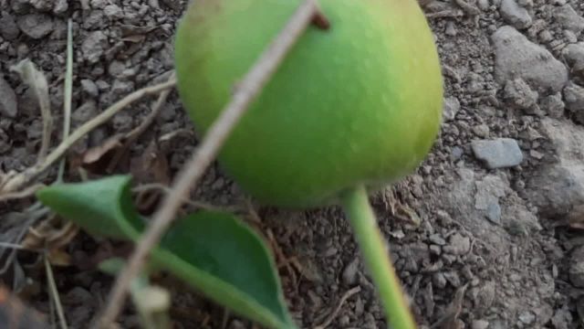 چرا میوه درخت سیب نارس میریزد؟