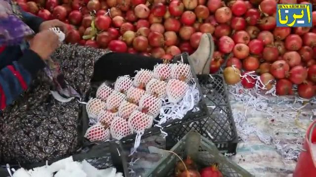 آغاز برداشت محصول انار در استان اردبیل | فیلم