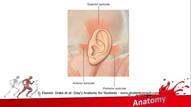 عضلات صورت (Facial muscles) | آموزش جامع علوم تشریح آناتومی سر و گردن | جلسه یازدهم (5)