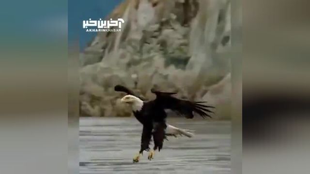 تصاویری حیرت انگیز از صید ماهی و بلعیدن آن در هوا توسط عقاب تیزپای