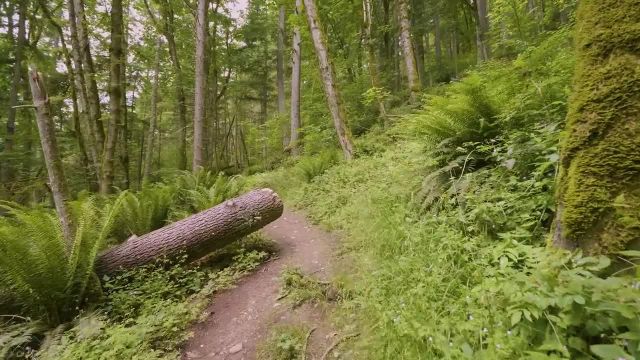 5 ساعت پیاده روی مجازی در طبیعت جنگل زیبا | طبیعت آرامش بخش