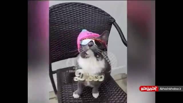 کلیپ گربه بامزه | کلیپ گربه استثنایی با عینک آفتابی که وایرال شده است