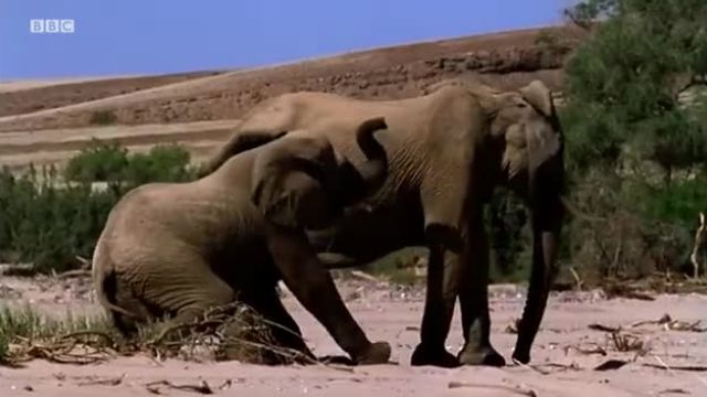 مبارزه بچه فیل برای بقا (قسمت اول)