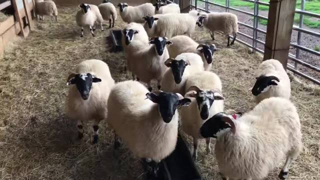 پرورش گوسفند به شکلی مدرن