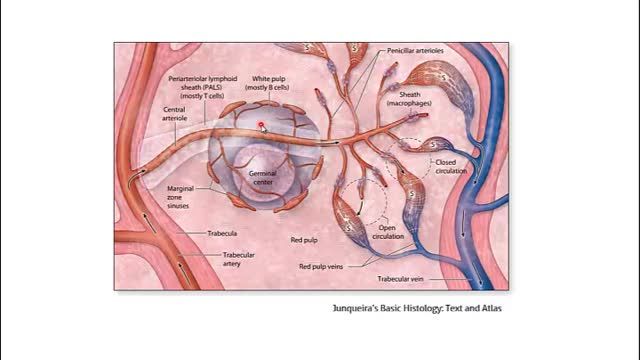 سیستم لنفاوی (Lymphoid system) | آموزش علوم تشریح آناتومی قلب و عروق | جلسه نهم (6)
