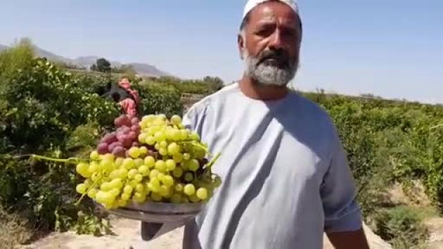 آشنایی با انواع انگور در هرات