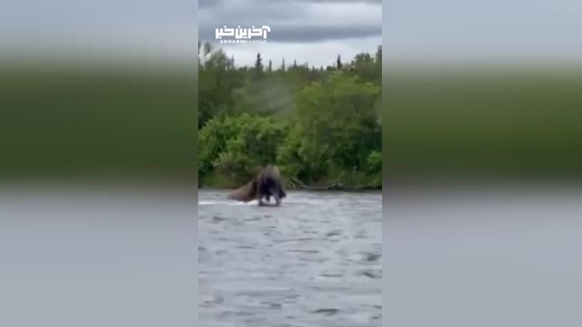 شکار یک گوزن شمالی توسط خرس گریزلی در رودخانه