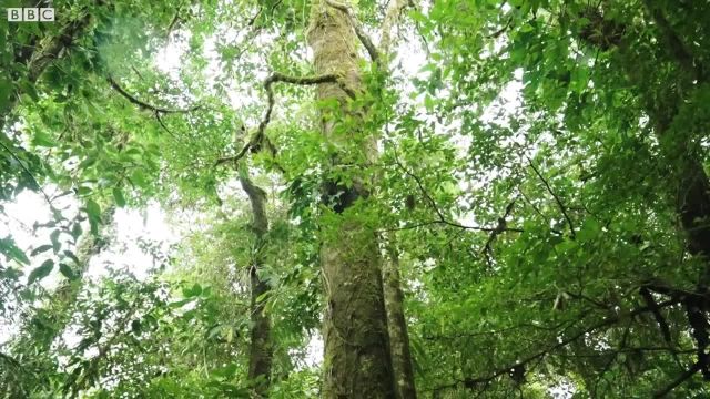 صداهای آرامش بخش جنگل | طبیعت بکر جنگل برای آرامش