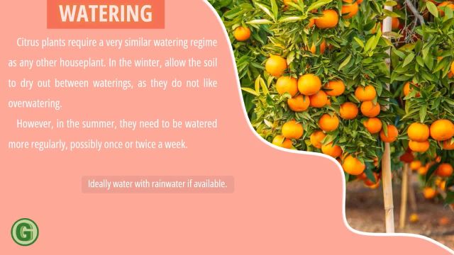 اصول مراقبت و نگهداری از درختان پرتقال