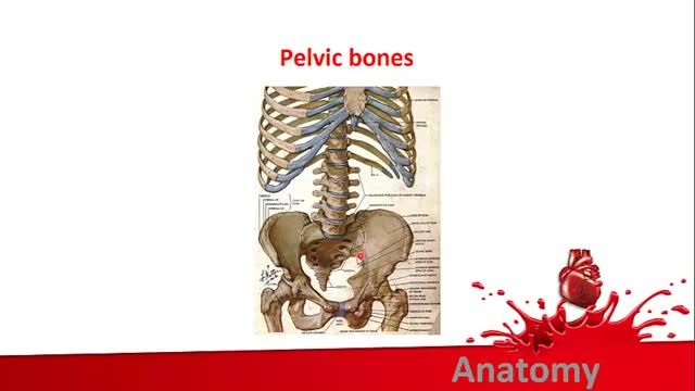 استخوان های لگن | آموزش علوم تشریح (آناتومی) اسکلتی - عضلانی | جلسه بیست و هشتم (1)