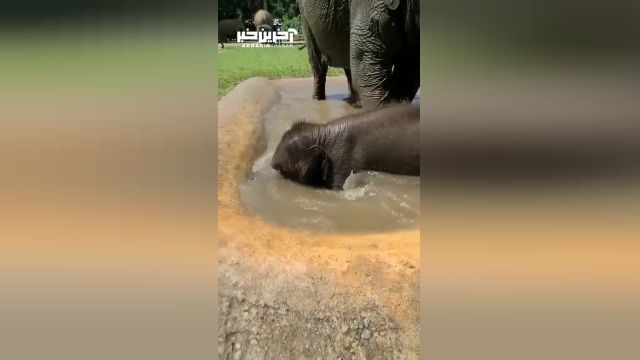 حمام کردن فیل را دیده بودید تا به حال؟