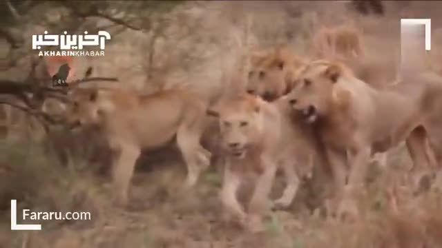 حمله گله شیرها به بوفالوی تنها