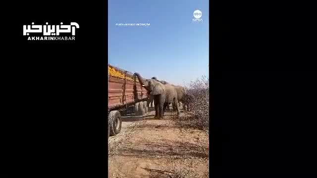 بزرگترین عملیات سرقت توسط گله فیل ها | ویدیو